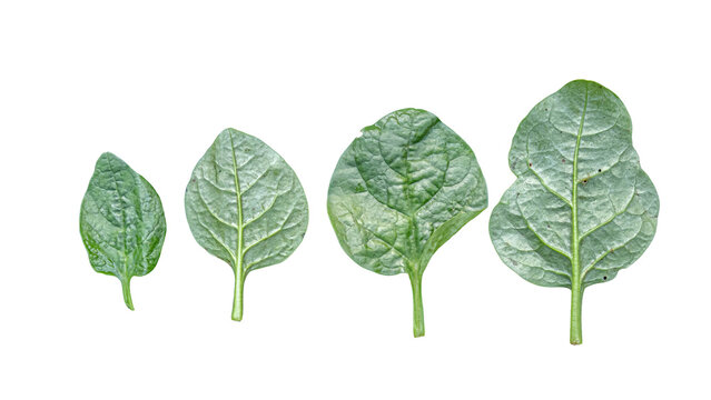 Four fresh green spinach leaves of varying sizes as transparent cutout