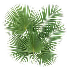 Fototapeta premium A close up of a green palm tree leaf with many sharp pointed segments visible clearly