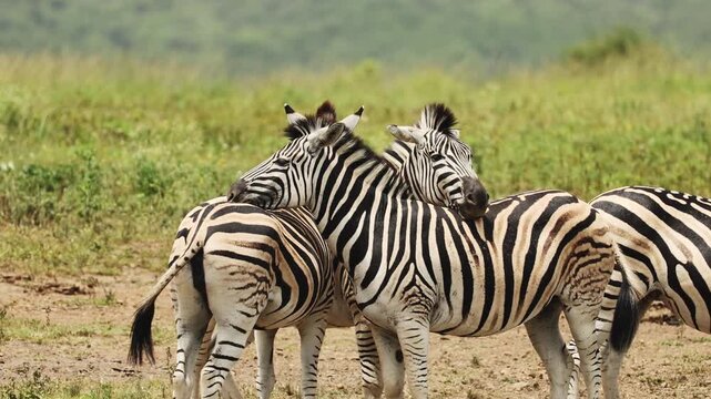 Tender moment between zebras in the African savanna as members of the herd rest their heads gently on each other&rsquo;s backs, showing social bonding and peaceful interaction in natural wildlife habitat