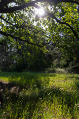 Fototapeta premium an old powerful oak with green grass by the tree in the summer in sunny bright weather, a deciduous oak with fresh foliage in bright sunlight in the summer season
