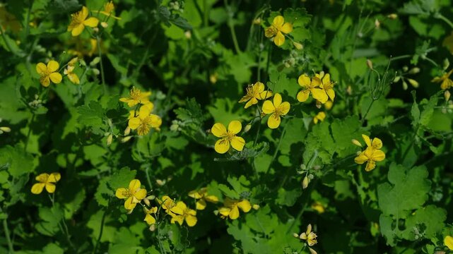 Yellow greater celandine flowers blooming among lush green foliage in nature