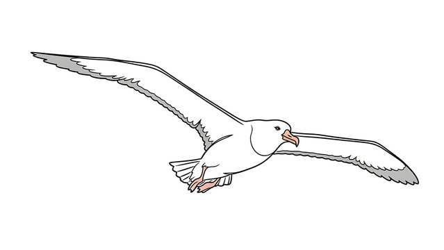 A white albatross bird gliding isolated on a transparent background