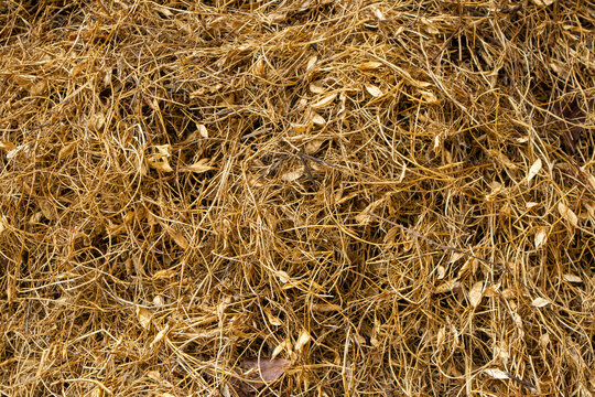 Dry brown grass and leaves natural textured background overhead material detritus