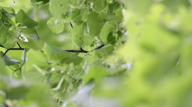 Bird Hiding and Moving in Dense Foliage - 4K Atmospheric Wildlife B-Roll