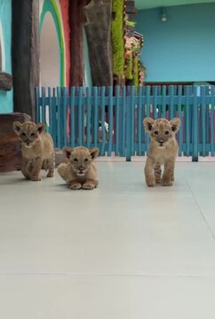 Leopard cubs in the zoo 