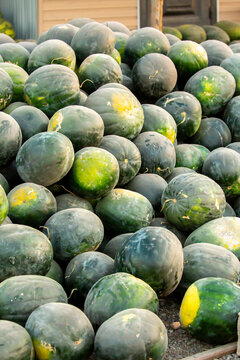 Juicy Asian watermelons. A large pile of ripe watermelons lies in a field in the sunset light. A close-up of many watermelons.