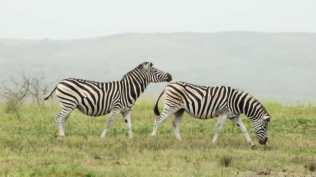 Tender moment between zebras in the African savanna as members of the herd rest their heads gently on each other&rsquo;s backs, showing social bonding and peaceful interaction in natural wildlife habitat