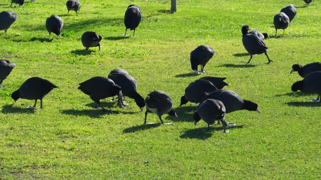 Fountain Park, American Coots (Fulica americana), also known as "mud hens".While they resemble ducks