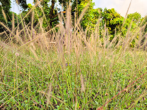 Pennisetum pedicellatum, also known scientifically as Cenchrus pedicellatus or in popular local names as Deenanath grass or Desho grass.