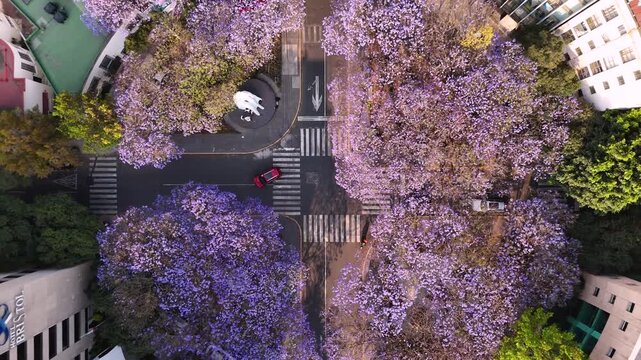 Top-Down Aerial View of a Mexico City Street Intersection with cars Framed by Blooming Purple Jacaranda Trees hitted by sunset light, 4K 60 fs birds-eye view horizontal drone shot