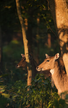 wildlife photography