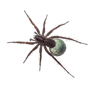 pregnant wolf spider with a cocoon on its abdomen. spiderlings in a cocoon. isolated photo of a wolf spider without a background.