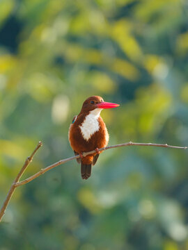 wildlife photography