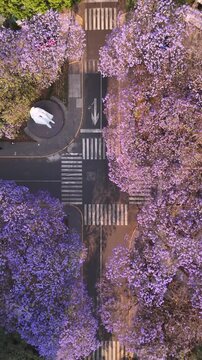 Top-Down Aerial View of a Mexico City Street Intersection with cars Framed by Blooming Purple Jacaranda Trees hitted by sunset light, 4K 60 fs birds-eye view vertical drone shot