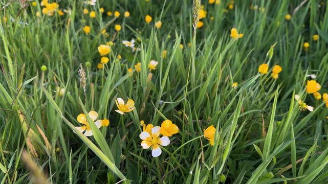 Creeping buttercup wildflowers on the Oregon coast.