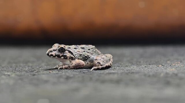 The Fejervarya limnocharis frog lives in swamps and rice fields.