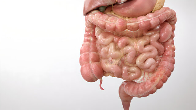Irritable Bowel Syndrome GI Tract 3D Medical Illustration for Digestive Health and Patient Education