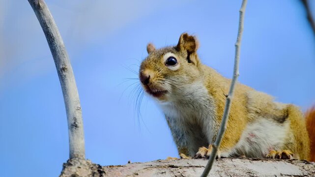 Brown Squirrel Chirping on Tree Branch Nature Wildlife Video