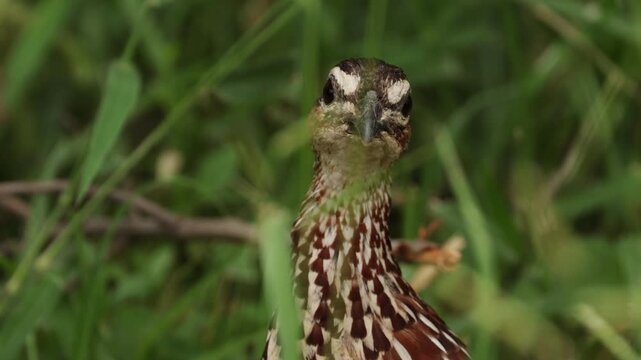 Crested francolin portrait hidden among tall dry grass and tangled brush, showing detailed plumage and alert posture in a natural African savanna habitat during warm daylight