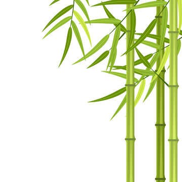 Vector green bamboo stems