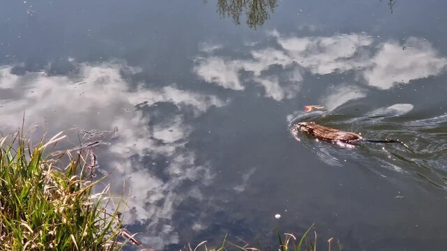 Muskrat in its natural habitat. Wild muskrat swims on the surface of the water, reflecting white clouds and the blue sky. Aquatic rodent swims along the riverbank on a sunny day
