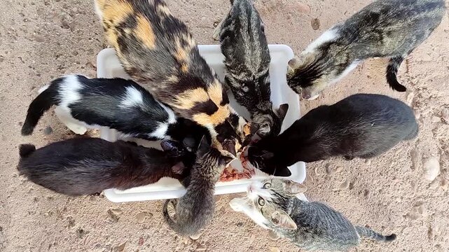 Cats of all ages eat wet food from a tray.