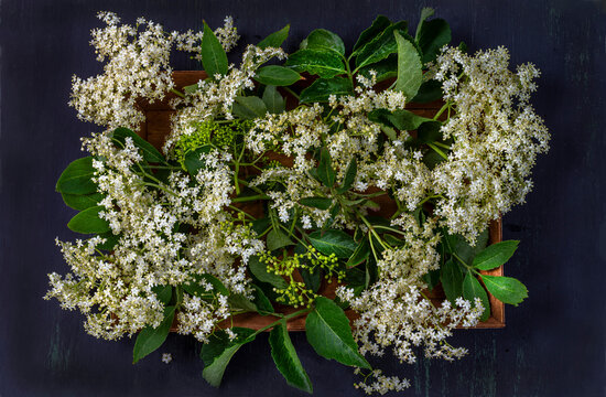 White edel Flowers and Green Leaves on a Wooden Tray
