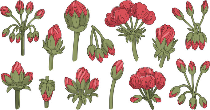 Hand Drawn Red Flower Buds and Botanical Stem Icon Set with Peony Rose or Geranium Floral Blossom Elements for Spring Vector Designs
