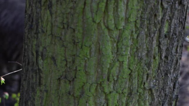 Brown bear forages on forest floor near tree trunk, with visible bark texture and foliage, showcasing natural habitat and wildlife behavior in a serene woodland setting