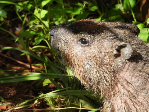 Portrait of a groundhog living within the woodland forest of the Shenandoah Valley, Bentonville, Virginia.
