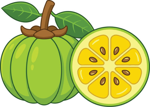 Garcinia cambogia fruit vector. Malabar tamarind illustration. Brindleberry whole and half fruit isolated on white. Green exotic fruit for weight loss supplement design. Natural organic herbal medicin