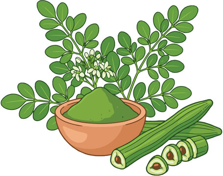 Moringa oleifera superfood illustration, green powder in bowl, fresh leaves and drumstick pods, organic herbal supplement, healthy nutrition ingredient vector, isolated on white background, natural 