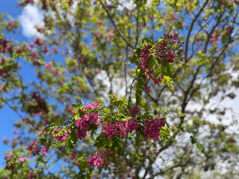 Robinia hispida with clusters of pink flowers in spring, selective focus. Bristly locust, rose-acacia, or moss locust flowers on the sky. Bristly locust tree in spring. Blooming Robinia hispida tree.