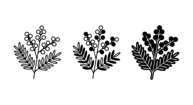 Mimosa flower branch icons, black botanical line art set, floral acacia silver wattle vectors