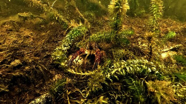 Louisiana crayfish - Procambarus clarkii - faces the camera then quickly retreats backward in Biscarrosse Lake. Invasive crustacean species in France.