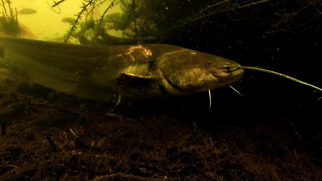 Juvenile wels catfish - Silurus glanis - bears visible attack marks caused by another individual during breeding season territorial behavior underwater.
