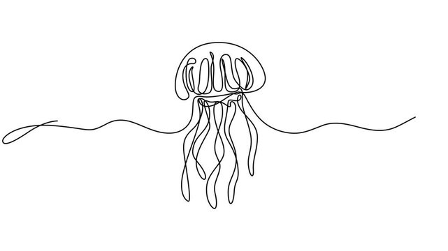jellyfish continuous one line drawing animation, Self Drawing of one line Vector Jellyfish. Self-drawing a simple animation of one continuous line. 4K Stock video Animated sketch vector drawing.