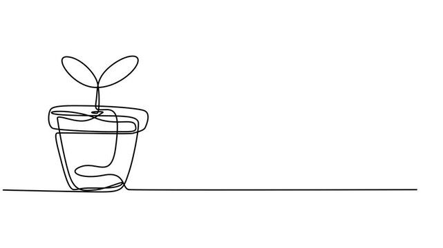 Houseplant one line drawing animation, video clip with alpha channel, Animated self drawing of continuous line draw beautiful snake plant in pot for home decoration logo identity. Fresh evergreen