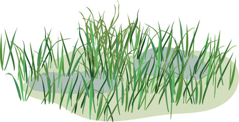 Obraz premium Green swamp grass tufts and marsh sedge in water, vector illustration isolated on transparent background