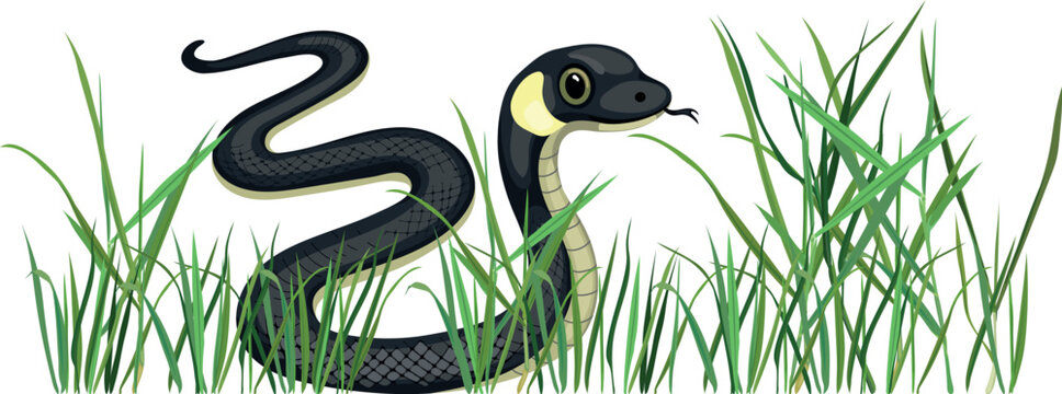 Cute cartoon black grass snake (Natrix natrix) in green grass, vector illustration isolated