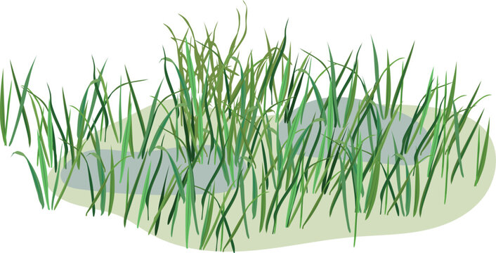 Green swamp grass tufts and marsh sedge in water, vector illustration isolated on transparent background