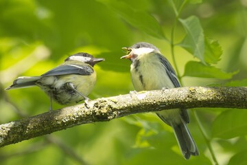 Great Tit Feeding Fledgling on a Tree Branch, Wildlife Parenting Scene. © Silvan