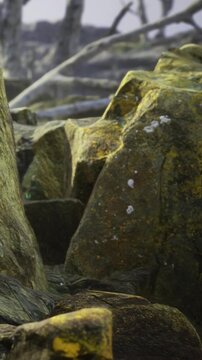 Rocks with green moss are seen along the shore during low tide. The sea is in the background, and the sky is cloudy. This scene shows the texture of the rocks and water.