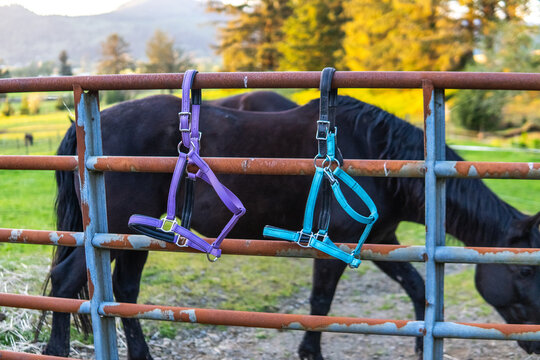 Horse Halters on Red Fence with Black Horses in Pacific Northwest Ranch
