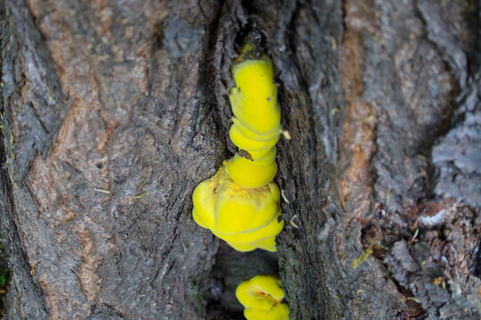 ​A bright yellow tree fungus grows in a deep crack of an old tree bark. The textured trunk and rich color of the mushroom create a strong contrast in this detailed wildlife macro shot.