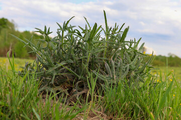 Naklejka premium A young green thistle bush with prickly leaves grows among the grass in an open summer field. Close-up of a wild herbaceous plant in the countryside under a changing cloudy sky.