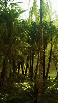 Tall palm trees fill the frame with their green leaves under a bright sun. Thick foliage creates a dense atmosphere in the lush area, showcasing natures growth and beauty.