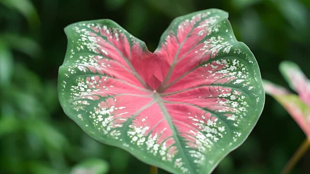Closeup of a vibrant Caladium leaf with intricate patterns.