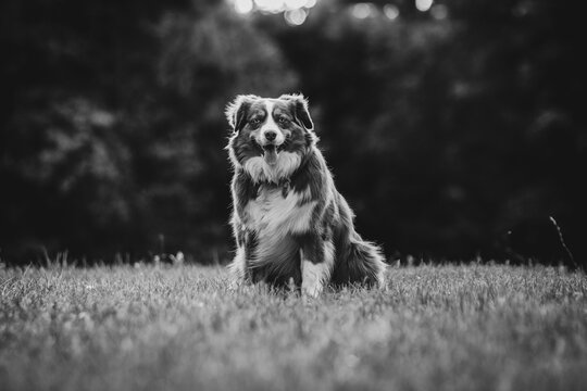 Red Tri Aussie