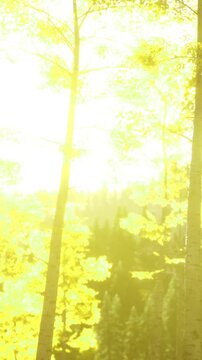 Bright sunlight filters through tall trees with yellow leaves in a forest. The scene shows the contrast between the bright light and the greenery in the background, creating a warm atmosphere.